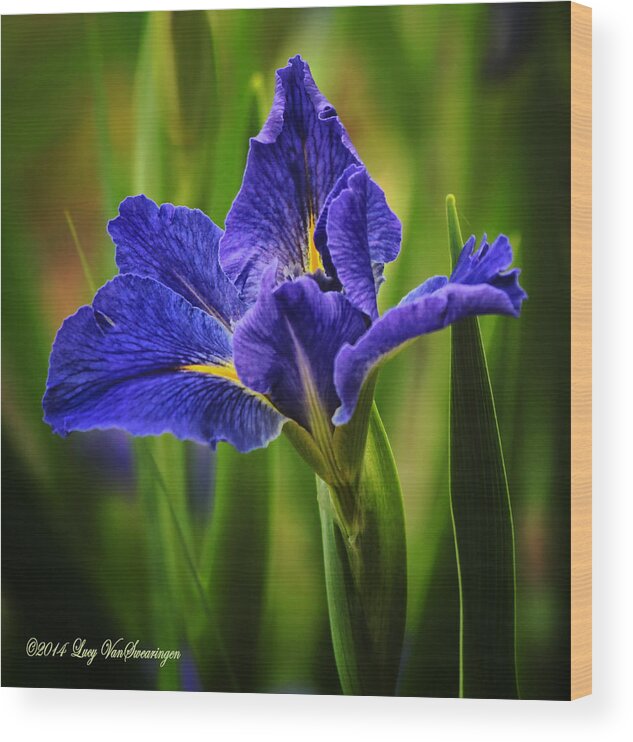 Spring Wood Print featuring the photograph Spring Blue Iris by Lucy VanSwearingen