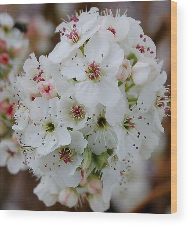 Flowers Wood Print featuring the photograph Spring by Christopher James