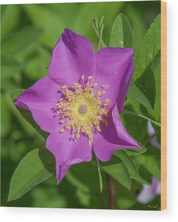 Marsh Wood Print featuring the photograph Swamp Rose Just Opening DSMF219 by Gerry Gantt
