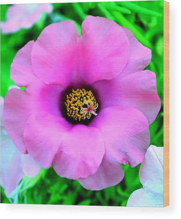 Flower Wood Print featuring the photograph The Power Of Pink by Deena Stoddard