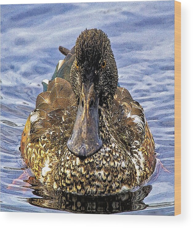 Duck Wood Print featuring the photograph This Bill Is Made For Shoveling Northern Shoveler by Constantine Gregory