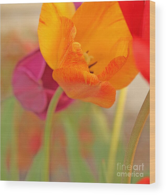 Tulips; Springtime ; Tiptoe Thru The Tulips; Garden; Flowers; The Great Outdoors; Rebirth; Tulip Time; Spring Has Sprung;  Wood Print featuring the photograph Tulip Time by Betty Morgan