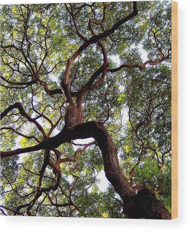 Trees Wood Print featuring the photograph VEINS of LIFE by Karen Wiles