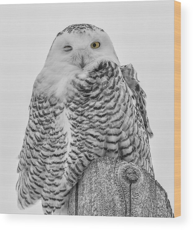 Snowy Owl (bubo Scandiacus) Wood Print featuring the photograph Winking Snowy Owl Black and White by Thomas Young