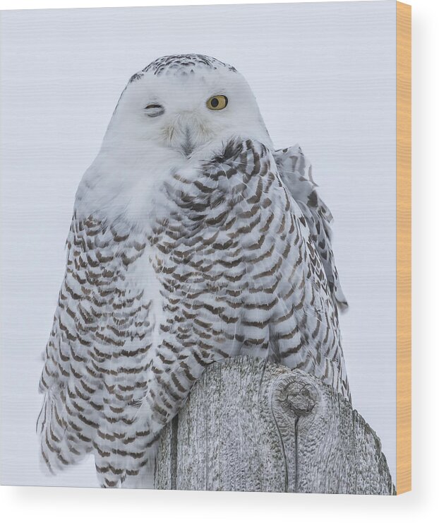 Snowy Owl (bubo Scandiacus) Wood Print featuring the photograph Winking Snowy Owl by Thomas Young