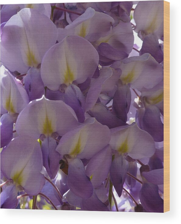 Purple Wood Print featuring the photograph Wisteria Hysteria by Claudia Goodell