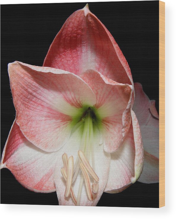 Lily Wood Print featuring the photograph Amaryllis in bloom by Kim Galluzzo Wozniak