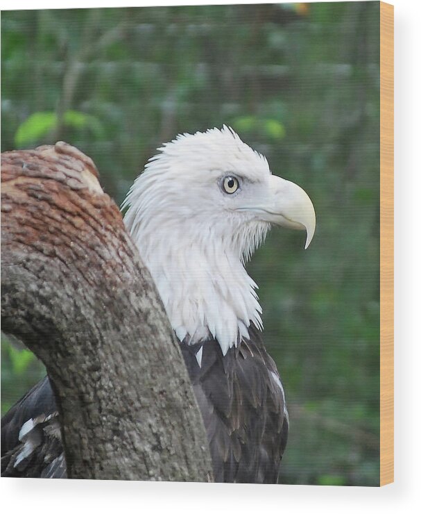 Bird Wood Print featuring the photograph Bald Eagle by Bill Hosford