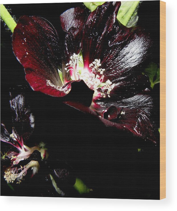 Black Hollyhock Wood Print featuring the photograph Black is Beautiful by Kim Galluzzo Wozniak