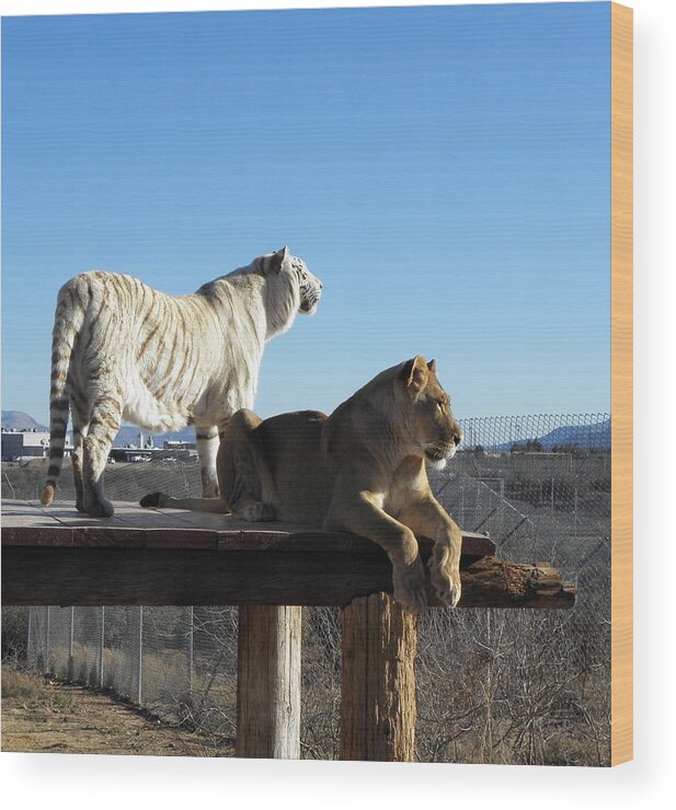 Lion Wood Print featuring the photograph Chalet and Kumba by Kim Galluzzo Wozniak