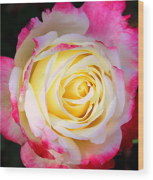 Rose Wood Print featuring the photograph Delight 4 by M Diane Bonaparte