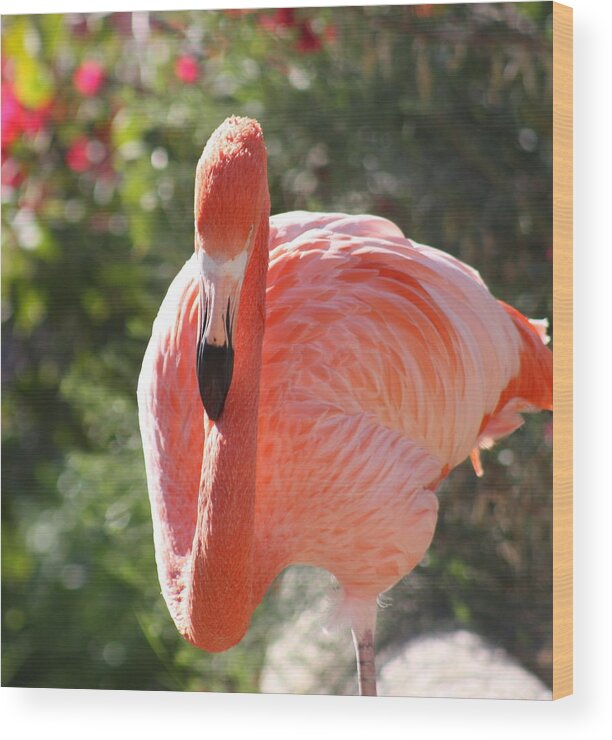Flamingo Wood Print featuring the photograph Flamingo by Kim Galluzzo Wozniak