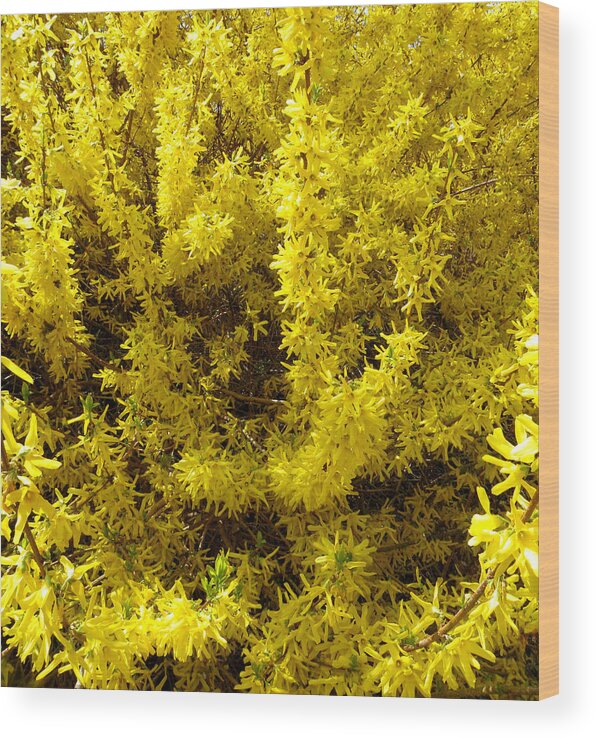 Forsythia Flowers Wood Print featuring the photograph Forsythia blooms by Kim Galluzzo Wozniak