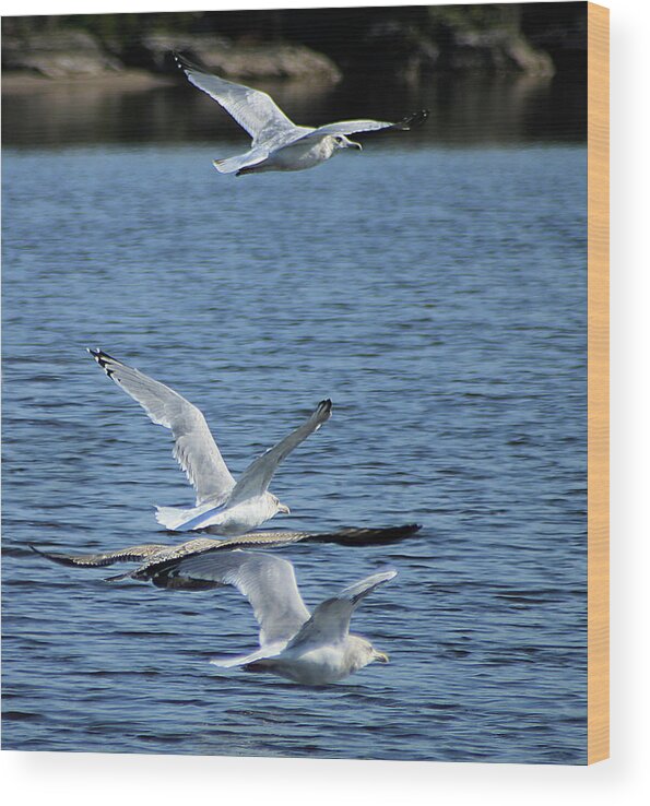 Hovind Wood Print featuring the photograph Gulls in Flight by Scott Hovind