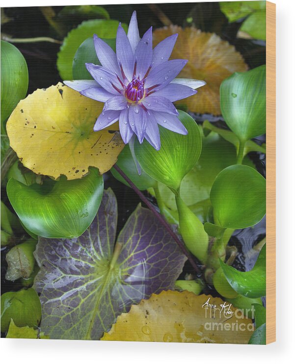 Blue Waterlily Wood Print featuring the mixed media Lilies No. 3 by Anne Klar