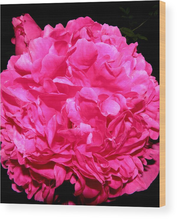 Peony Wood Print featuring the photograph Peony Frills n Thrills by Kim Galluzzo