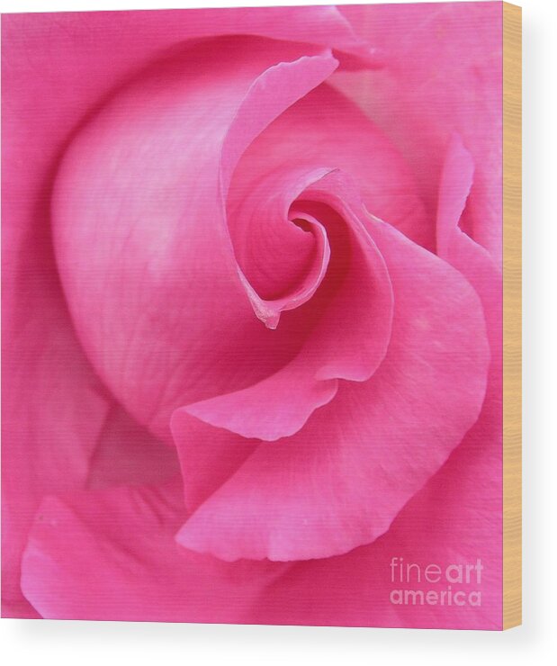 Floral Wood Print featuring the photograph Pink Rose by Mark Gilman