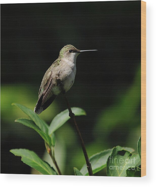 Green Wood Print featuring the photograph Ruby-Throated Hummingbird Female by Ronald Grogan