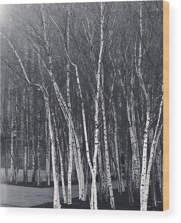 Daytime Wood Print featuring the photograph Silver Trees by Lenny Carter