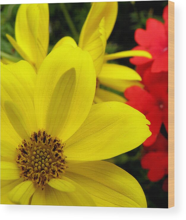 Yellow Flower Wood Print featuring the photograph Spring Has Sprung by Kim Galluzzo Wozniak