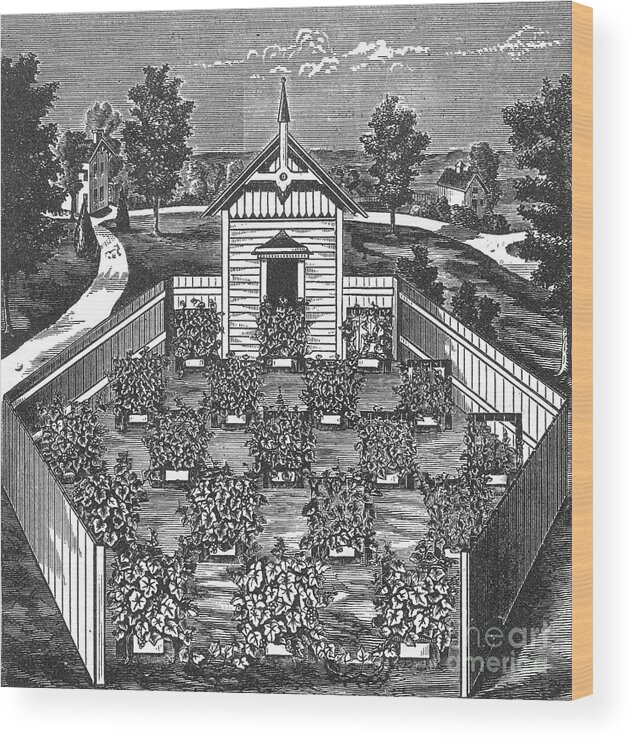 Agriculture Wood Print featuring the photograph Vineyard Apiary And Swarming by Science Source