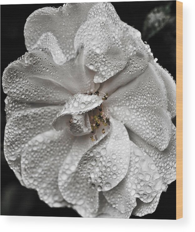 White Rose Wood Print featuring the photograph White Rose After Rain by Ronda Broatch