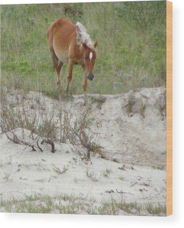 Mustang Wood Print featuring the photograph Wild Spanish Mustang of the Outer Banks of North Carolina by Kim Galluzzo Wozniak