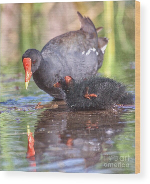 Birding Wood Print featuring the photograph common gallinule chick and Mama by Ruth Jolly