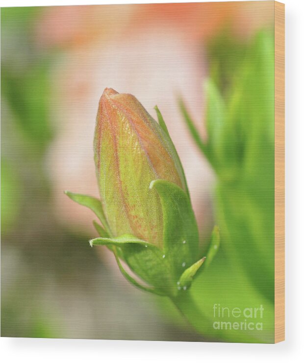 Hibiscus Wood Print featuring the photograph Hibiscus Bud #2 by Elaine Manley