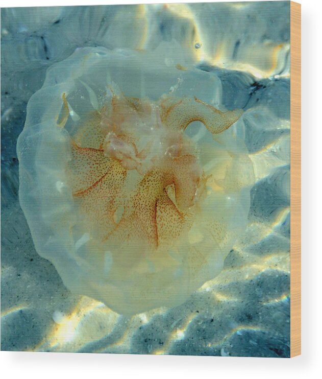 Jellyfish Wood Print featuring the photograph Jellyfish #1 by David Lee Thompson