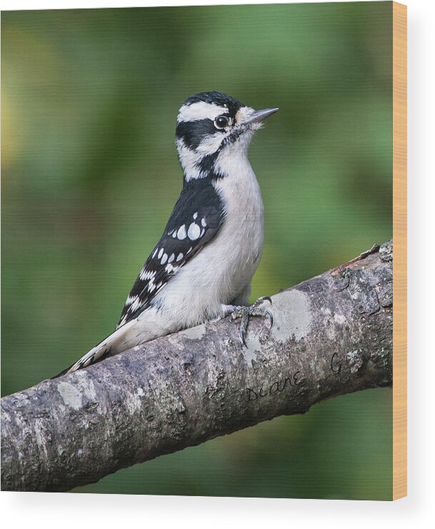  Downy Woodpecker Wood Print featuring the photograph Female Downy Woodpecker #2 by Diane Giurco
