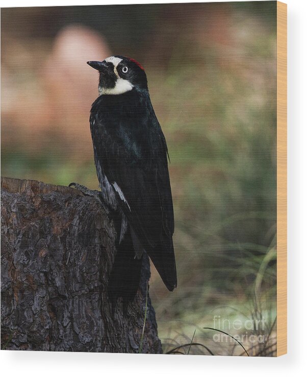 Acorn Woodpecker Wood Print featuring the photograph Acorn Woodpecker on a stump by Ruth Jolly