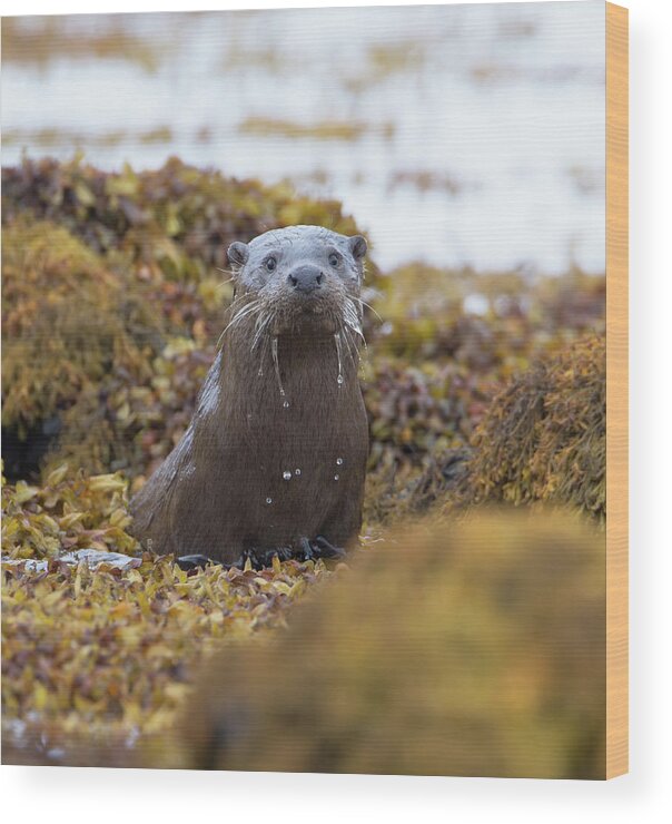 Otter Wood Print featuring the photograph Alert Female Otter by Pete Walkden
