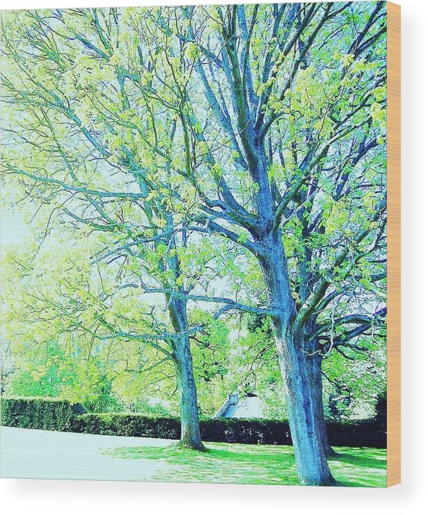 Trees Wood Print featuring the photograph Alive by HweeYen Ong