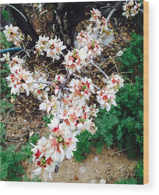 Flowers Wood Print featuring the photograph Almond Blossoms by Erika Jean Chamberlin