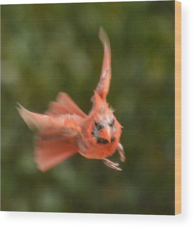 Cardinal Wood Print featuring the photograph Angry Bird by Sumoflam Photography