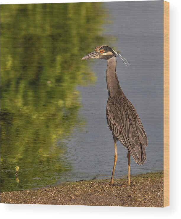 Birds Wood Print featuring the photograph Attentive Heron by Jean Noren
