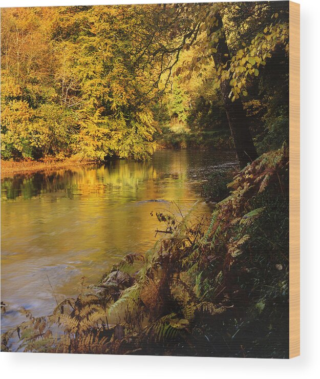 Autumn Wood Print featuring the photograph Autumnal Tamar River Devon by Maggie Mccall