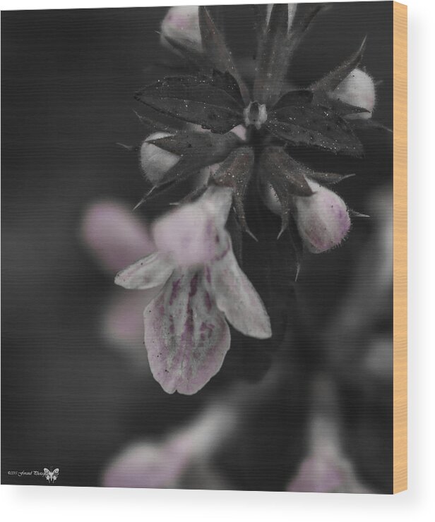 Debra Forand Wood Print featuring the photograph Beautiful Houstonia purpurea by Debra Forand