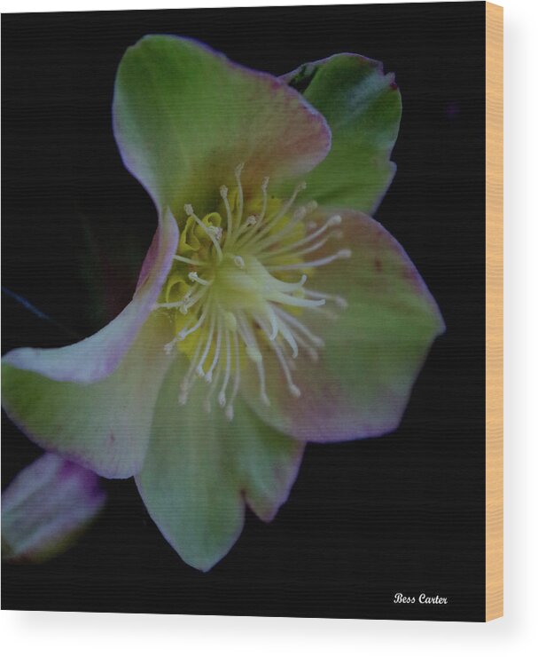 Flower Wood Print featuring the photograph Beauty Awakens by Bess Carter