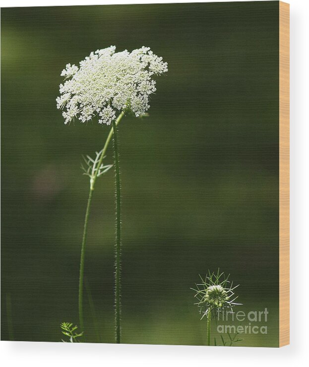  Wood Print featuring the photograph Bishop's Lace by Marcia Lee Jones