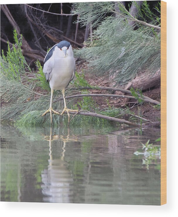 Black Wood Print featuring the photograph Black-crowned Night Heron Adult 7431-021418-2cr by Tam Ryan
