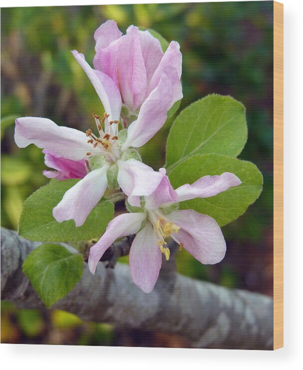 Pink Wood Print featuring the photograph Blossom Duet by Carla Parris