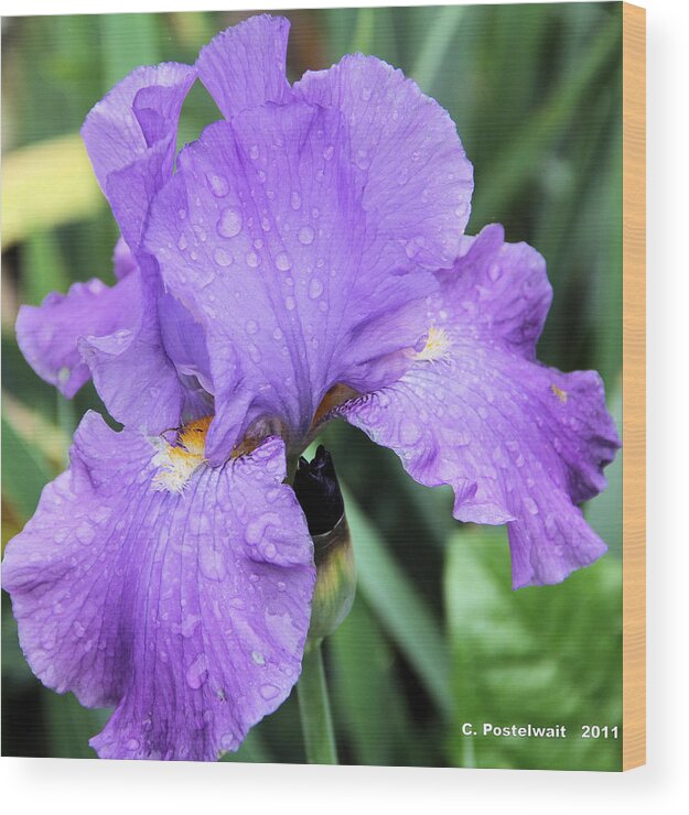 Iris Wood Print featuring the photograph Blue Iris in the Rain by Carolyn Postelwait