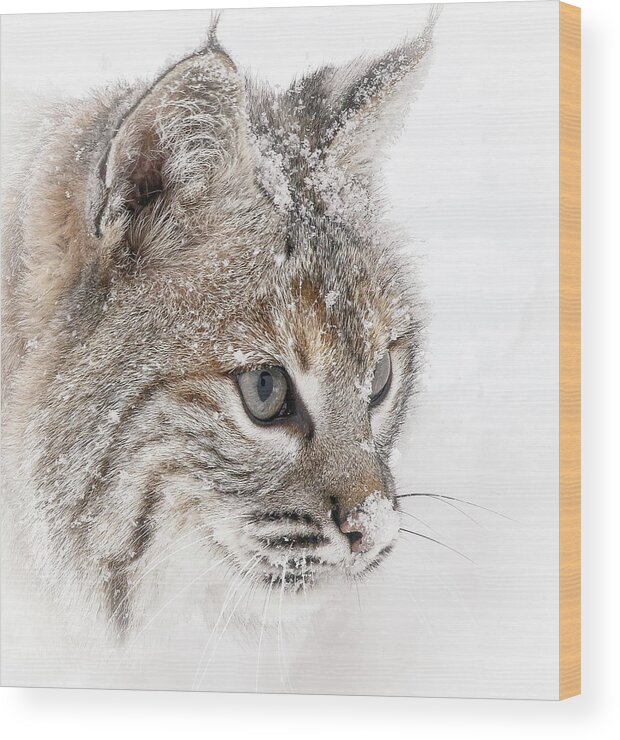 Bobcat Wood Print featuring the photograph Bobcat Face by Athena Mckinzie