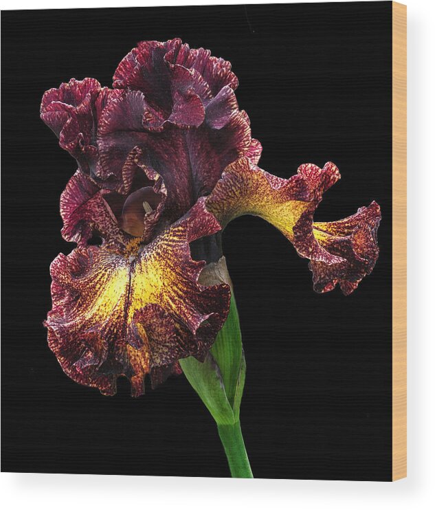 Iris Wood Print featuring the photograph Bronze Beauty by Dave Mills
