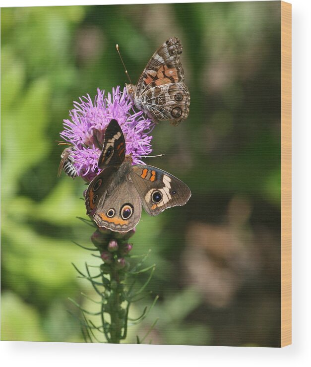 Flowers Wood Print featuring the photograph Butterflies and Purple Flower by Cathy Harper
