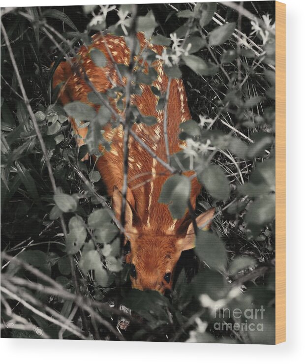 Fawn Wood Print featuring the photograph Camouflaged by Nature by September Stone