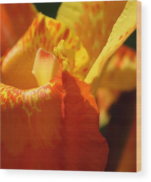 Detail Wood Print featuring the photograph Center of Canna Lily by Cathy Harper