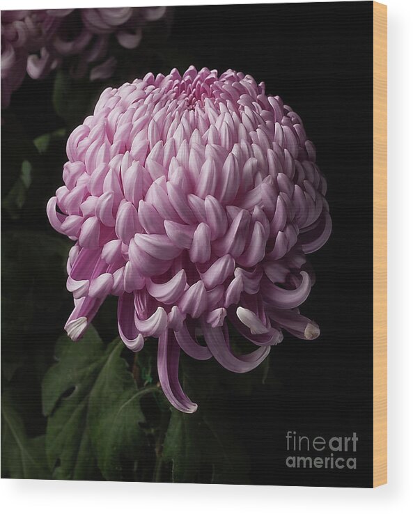 Flower Wood Print featuring the photograph Chrysanthemum by Ann Jacobson